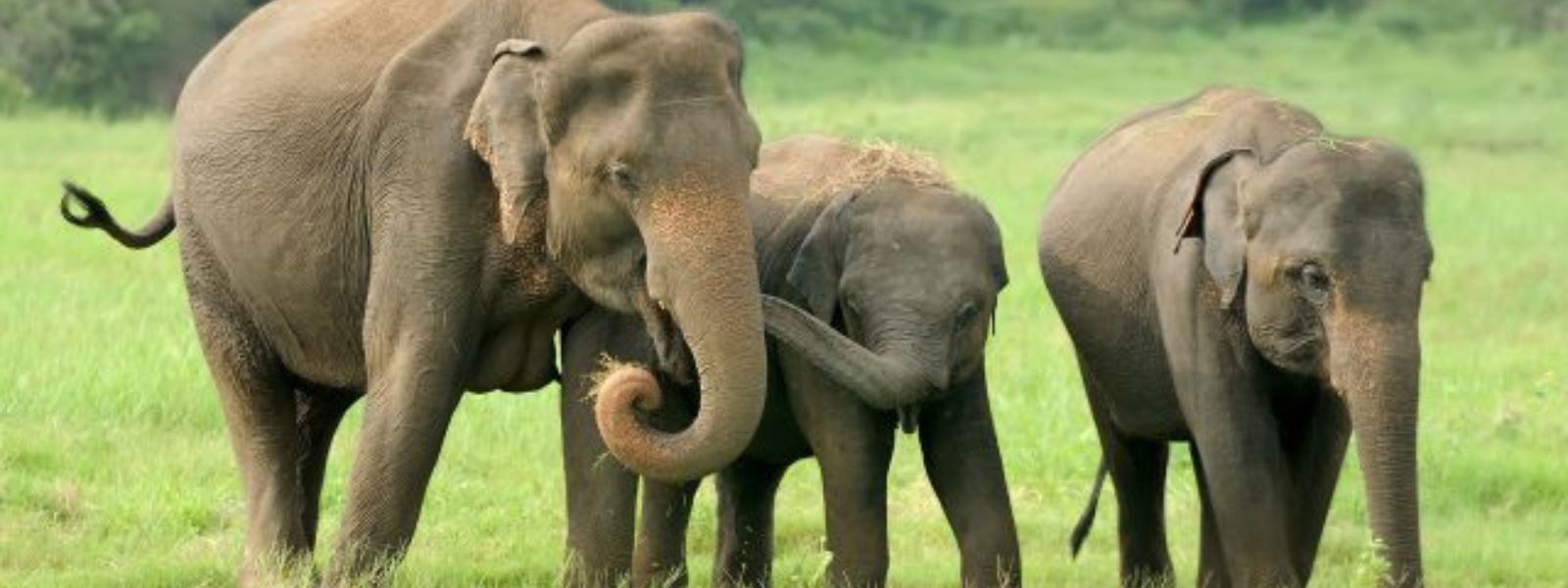 Initiatives to Mitigate Human-Elephant Conflict